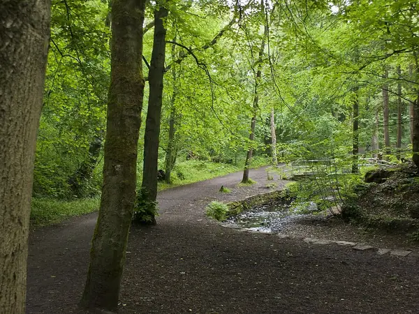 Footpath and stream through the trees of Borsdane Wood between Westhoughton and Hindley